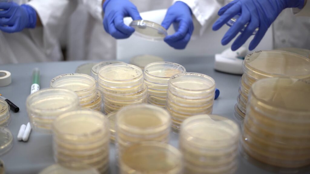 Lab workers in white coats and blue gloves handle petri dishes filled with yellowish cultures on a table.